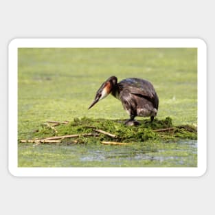 Great crested grebe Sticker